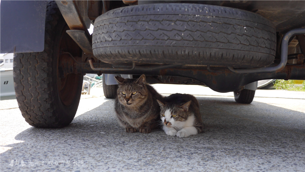 車の下には大体猫がいます。